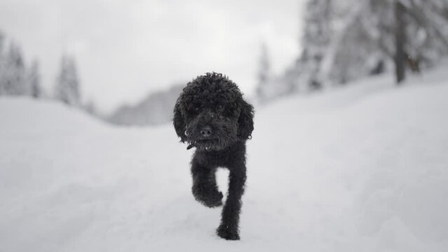 Black poodle walks on snow in winter