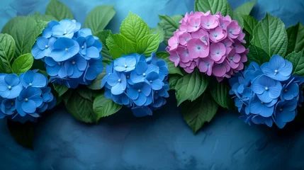 Rolgordijnen Blue hydrangea flowers with green leaves on blue background. © Виктория Дутко