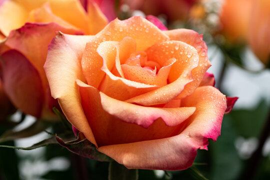 peach rose flower with a yellowish tint with raindrops on the petals. Rose in bloom close-up.