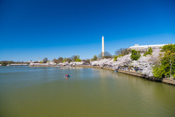 View of the Washington Monument, Tidal Basin and cherry blossom trees in spring, Washington D.C.