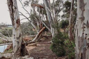 australian bush landscape with eucalyptus trees and morning mist on the banks of the werribee river