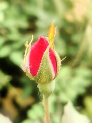 red rose bud