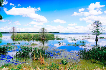 The landscape of Lake parker in Lakeland, Florida, USA - obrazy, fototapety, plakaty