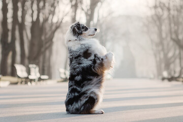 Australian shepherd aussie in the morning fog in the park