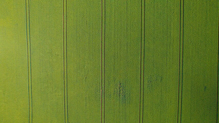 AERIAL TOP DOWN: Pattern of vertical lines of tractor traces in green field