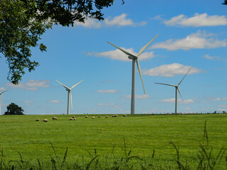 View from under the leafy treetop of grazing sheep and windmills on a sunny day