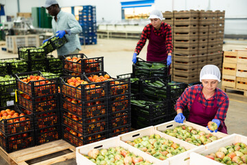 Positive woman worker stacking organic tomatoes in boxes at agricultural manufacturing