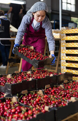Kazakh woman worker controlling quality of organic cherry in boxes at farm warehouse