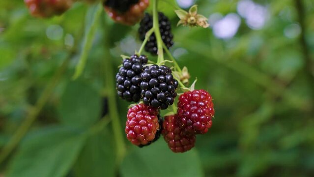 ripe and unripe blackberry on the bush