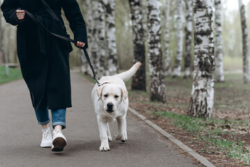 dog walking with owner