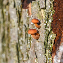 Flammulina velutipes (winter honey agaric). Young mushrooms growing from tree bark close-up.