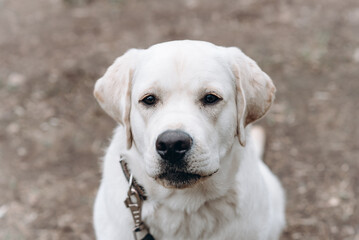 dog walking with owner