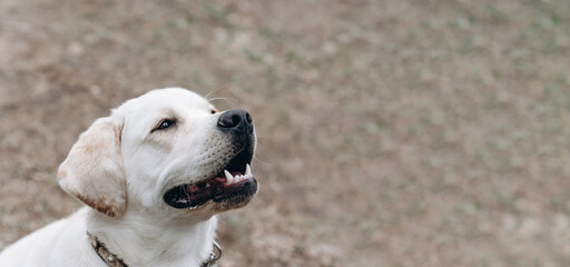 dog walking with owner