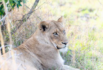 A lion, Panthera leo, is seen laying down in a vast field of grass in South Africa.