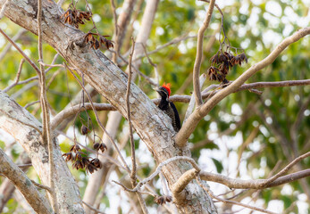 A lineated woodpecker, Dryocopus lineatus, perched on a tree branch in Mexico.