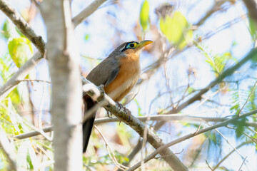 A lesser ground cuckoo, Morococcyx erythropygus, stands perched on a tree branch, blending in with...