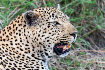 A close-up view of a leopard, Panthera pardus, in south africa showing its sharp teeth with an open mouth.