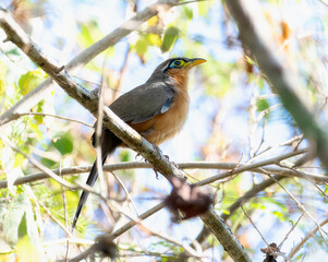 A Lesser Ground Cuckoo, Morococcyx erythropygus, is perched alertly among the foliage. In Mexico.