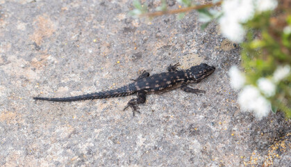 A Karoo Girdled Lizard, species Karusasaurus polyzonus, is perched on a rocky surface. In South...