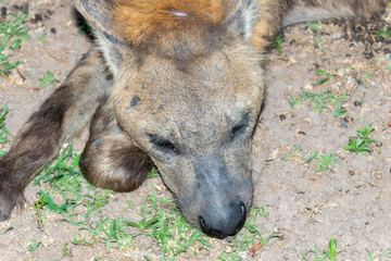 A close-up view of a hyena, Crocuta lying down on the ground, resting peacefully under the shade. In South Africa.