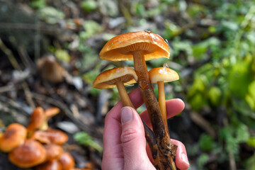 Winter honey agaric (Flammulina velutipes) in hand on a blurred background close-up. 