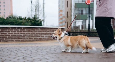 dog walking with owner