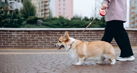 dog walking with owner