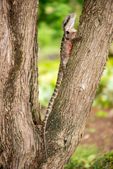 Fototapeta premium The Australian water dragon, which includes the eastern water dragon and the Gippsland water dragon subspecies, is an arboreal agamid species native to eastern Australia.