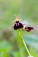 Early spider-orchid isolated on green background. Also called bee orchid, wasp orchid and passiontide orchid. Greek wildflowers. Ophrys sphegodes.