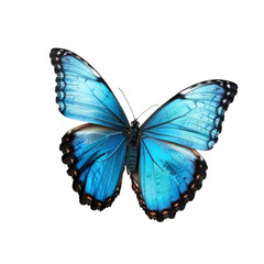 Cyan blue butterfly flying transparent background