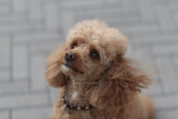 dog looking at owner