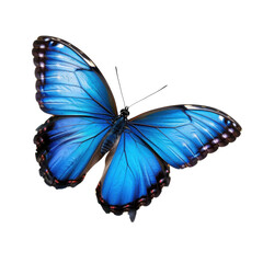 Cyan blue butterfly flying transparent background