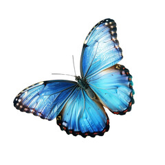 Cyan blue butterfly flying transparent background
