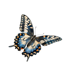 Cyan blue butterfly flying transparent background