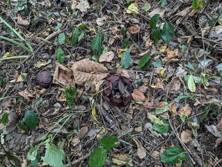 mushrooms in the grass