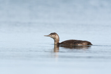 Red-throated loon swims close to shore in Bodega Bay