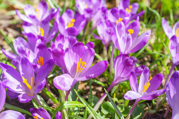 Beautiful purple spring crocuses in the garden in sunny day. Floral spring background with wild...