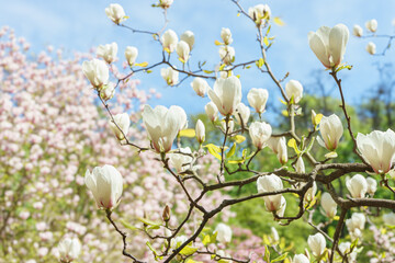 Blooming tree branch with white Magnolia soulangeana, Alba Superba flowers in park or garden on...