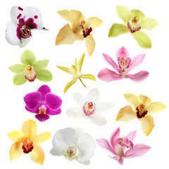 Different beautiful orchid flowers isolated on white, set