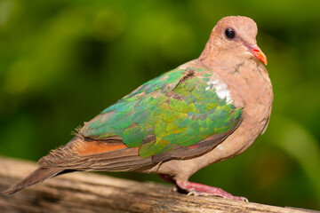 Pacific emerald dove or brown-capped emerald dove is a pigeon which is a widespread resident breeding bird in the tropical and sub-tropical parts of Indonesia to northern and eastern Australia.