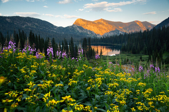 Wildflowers in a scenic mountain landscape