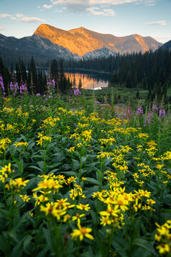 Wildflowers in a scenic mountain landscape