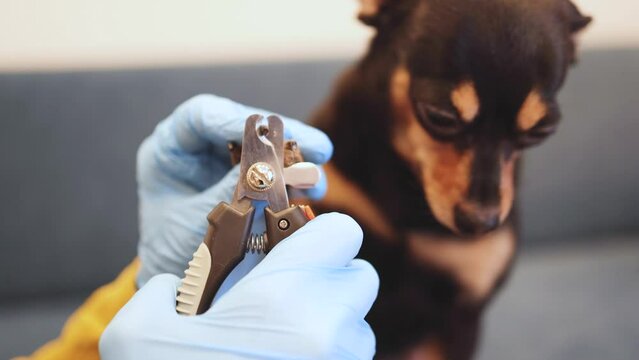Process of cutting dog claw nails of a small breed dog with a nail clipper tool, veterinarian specialist holding small black dog, close up view of dog's paw, trimming pet dog nails manicure at home