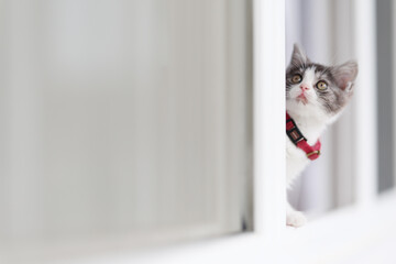 窓辺の子猫
