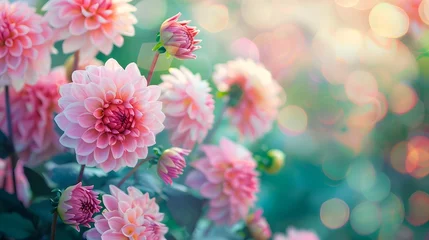 Selbstklebende Fototapeten Beautiful pink dahlia flowers in nature close-up on green background.  © Ziyan