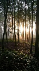 Misty forest at dawn, soft sunlight filtering through trees, wide angle, cinematic 