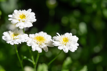 Obraz premium Close up of feverfew (tanacetum parthenium) flowers in bloom