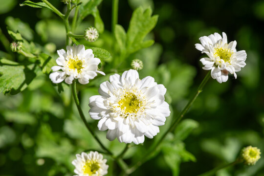 Close up of feverfew (tanacetum parthenium) flowers in bloom