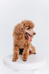 red poodle on white stool