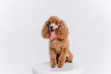 red poodle on white stool